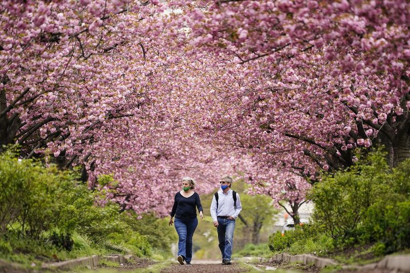 Personas que usan máscaras faciales como precaución contra el COVID-19 caminan bajo los cerezos en flor a lo largo de Columbus Boulevard en Filadelfia, en abril.