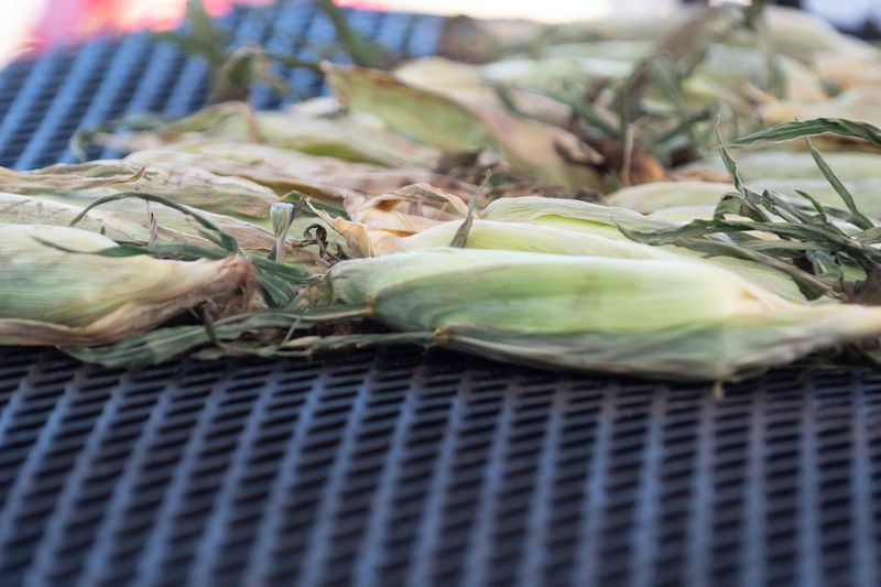 Con el aumento de los precios del maíz, los consumidores deben esperar que los costos más altos se trasladen a ellos este verano en forma de precios más altos en las tortillas de maíz y cualquier otro producto de maíz.