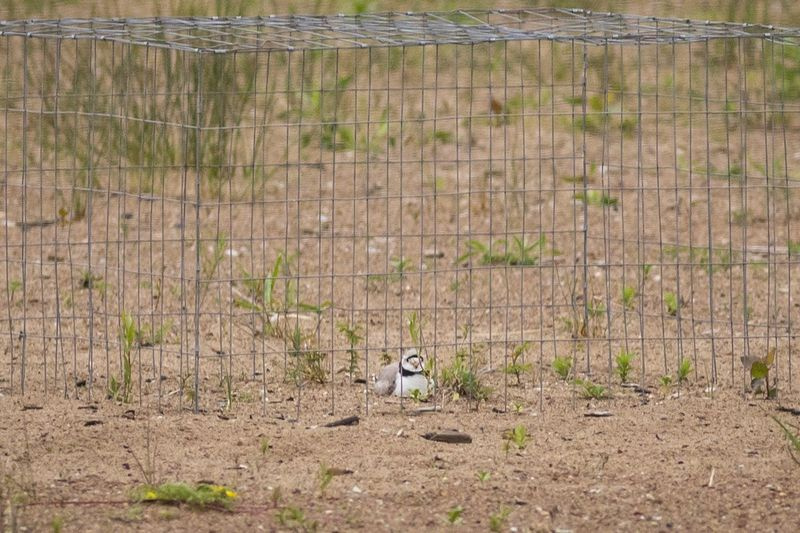 Monty, ein Rohrregenpfeifer, in einem verdrahteten Schutzgehege, das von U.S. Fish and Wildlife Services errichtet wurde, um das Nest vor Raubtieren zu schützen.
