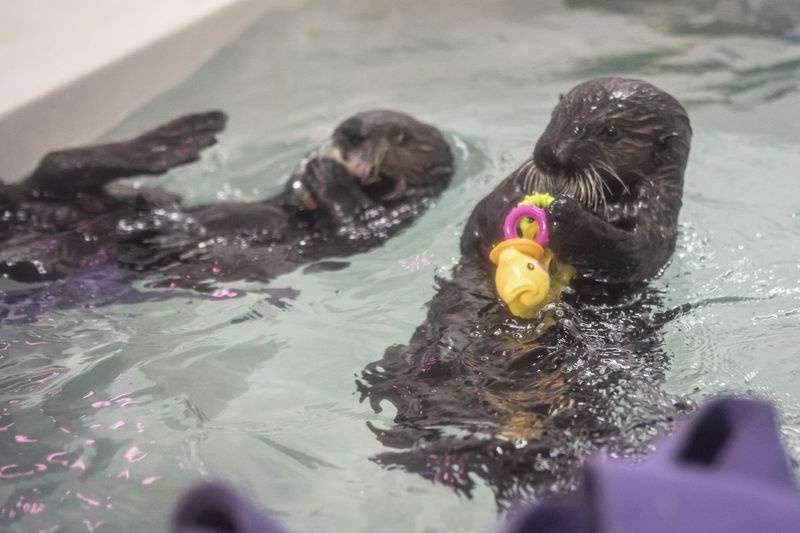 Due cuccioli di lontra di mare del sud salvati si sono acclimatati nella loro nuova casa allo Shedd Aquarium giovedì.