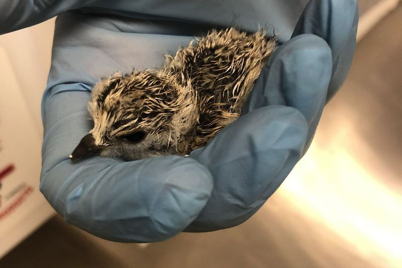 V sobotu 10. júla 2021 sa v zoologickej záhrade Lincoln Park vyliahol kulík.