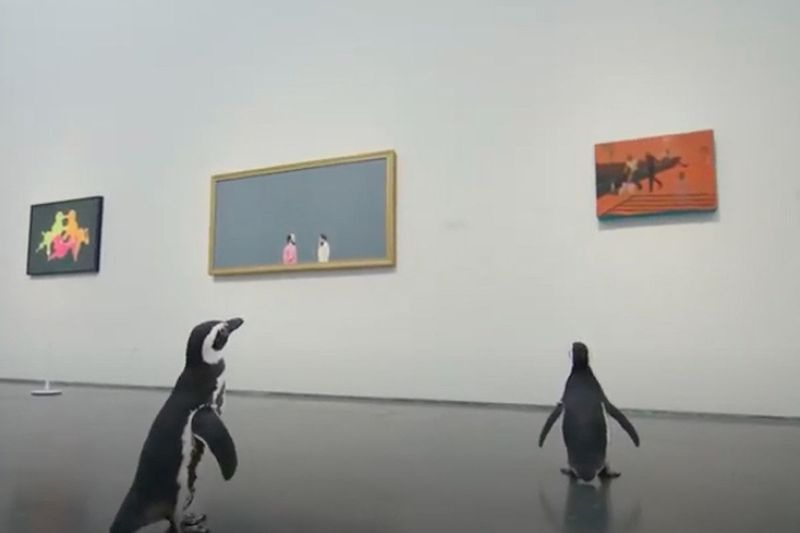 Shedd Aquarium-pingviner som kollar in Museum of Contemporary Art.