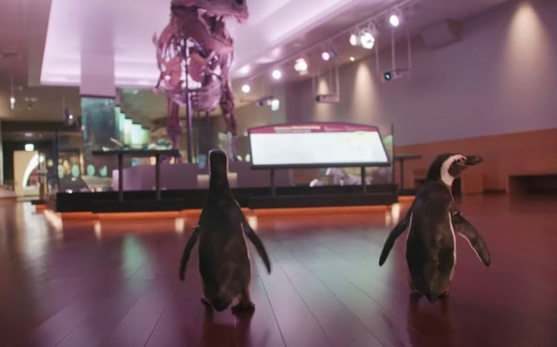 Shedd Aquarium-pingviner gjorde sin första studieresa utanför området till Field Museum i juni.