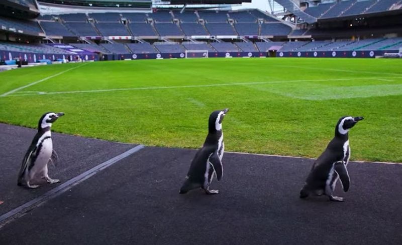 Vilket bättre ställe för en studieresa än en riktig åker? Shedd-pingvinerna besökte också Bears hemmaplan på Soldier Field.