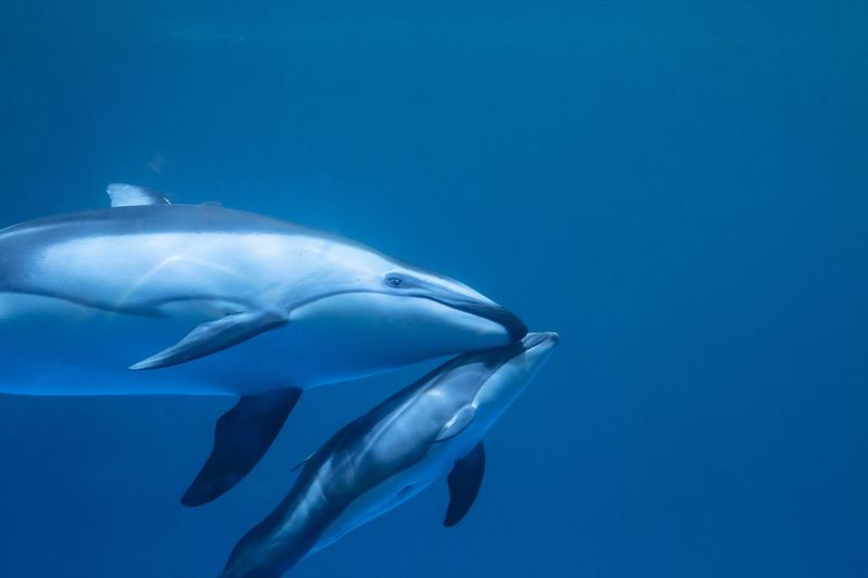 Dolphin białonosy pacyficzny matka i cielę