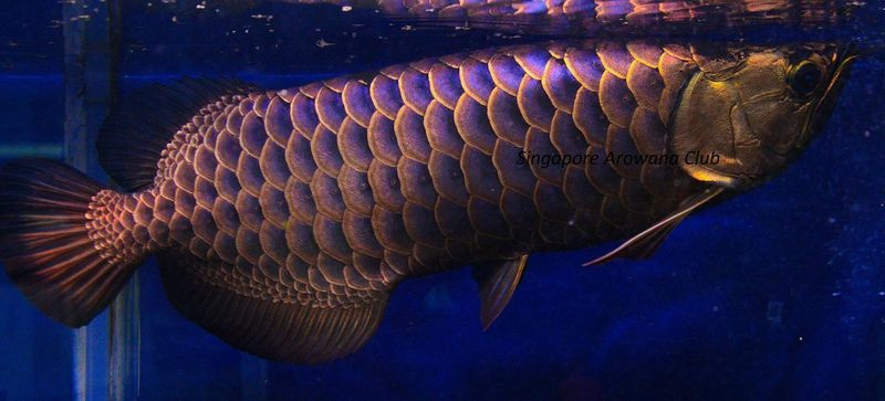 Arowana-Fische können jeweils für Tausende von Dollar verkauft werden. | Facebook/Singapur Arowana Club