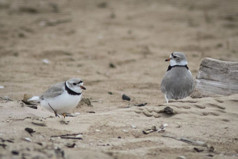 Ο Piping plover συντροφεύει τη Rose (αριστερά) και τον Monty περπατούν κοντά στην περιοχή που έχει χωριστεί για τα απειλούμενα είδη στην παραλία Montrose στη Βόρεια Πλευρά, το πρωί της Τετάρτης, 28 Απριλίου 2021.