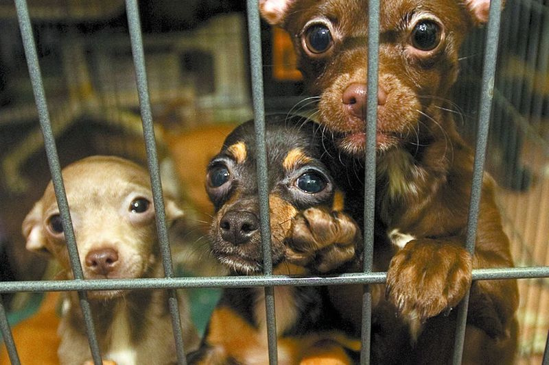Chihuahua