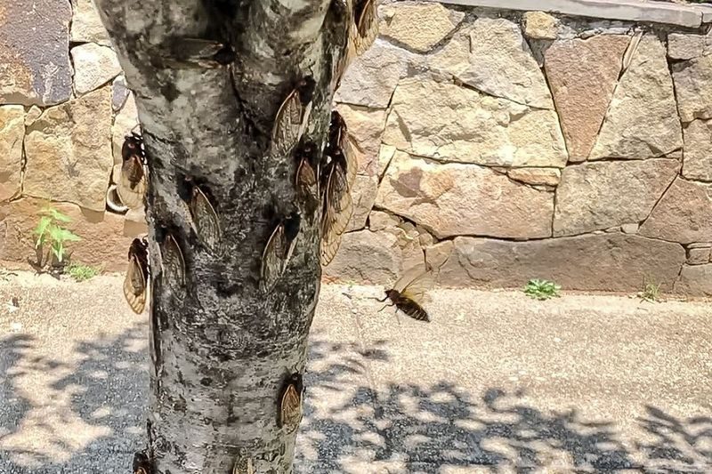 Masės Brood X cikadų yra išleistos Vašingtone, D.C.