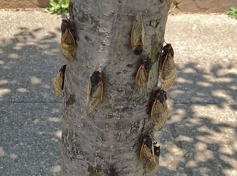 Cikados ant medžio Vašingtone, D.C.