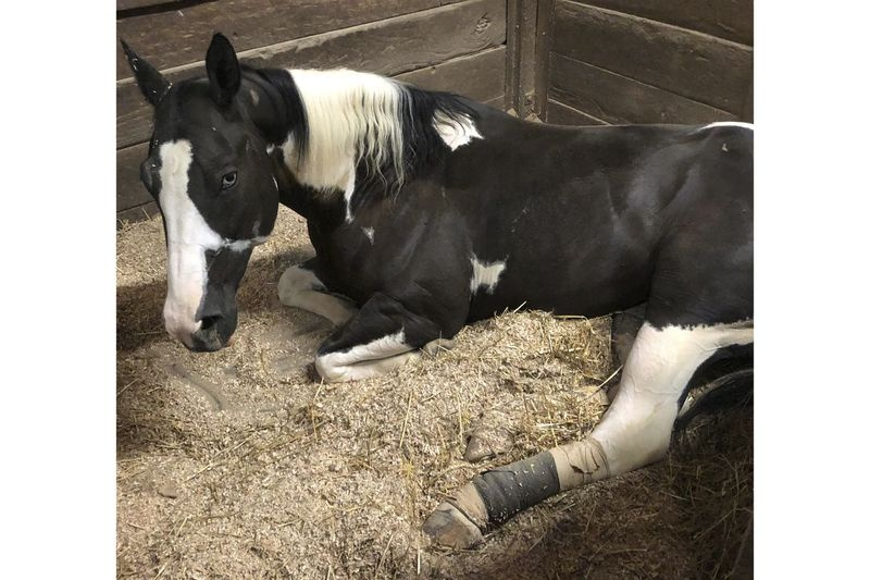 アダムホリングスワースが乗る馬、別名ドレッドヘッドカウボーイであるNuNuは、ティンリーパークのフォレストビューファームで休んでいます。