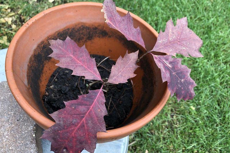 Un roble de hojas rojas en una maceta de tera cotta.