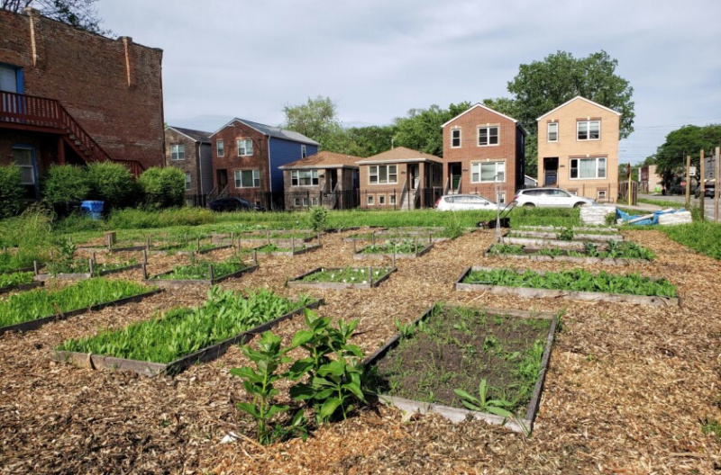   Mažiau nei 2 % JAV produkcijos gaunama iš amatininkų ar šeimos ūkių, tokių kaip šis „We Sow We Grow“ West Pullman mieste.