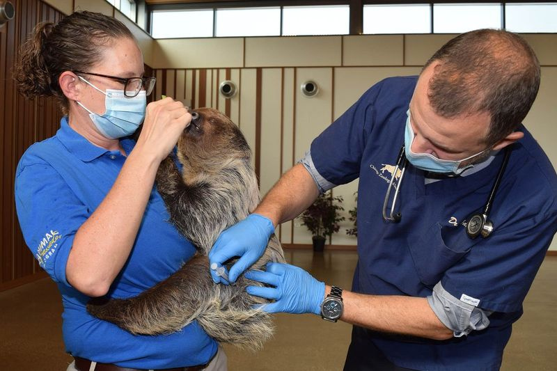 Francine Lescherová, staršia špecialistka na starostlivosť o zvieratá, drží T-Mo, leňochoda Linnaeovho v Brookfield Zoo, zatiaľ čo dostáva vakcínu proti COVID-19, ktorú mu podáva Dr. Mike Adkesson, zástupca klinickej medicíny Chicagskej zoologickej spoločnosti.
