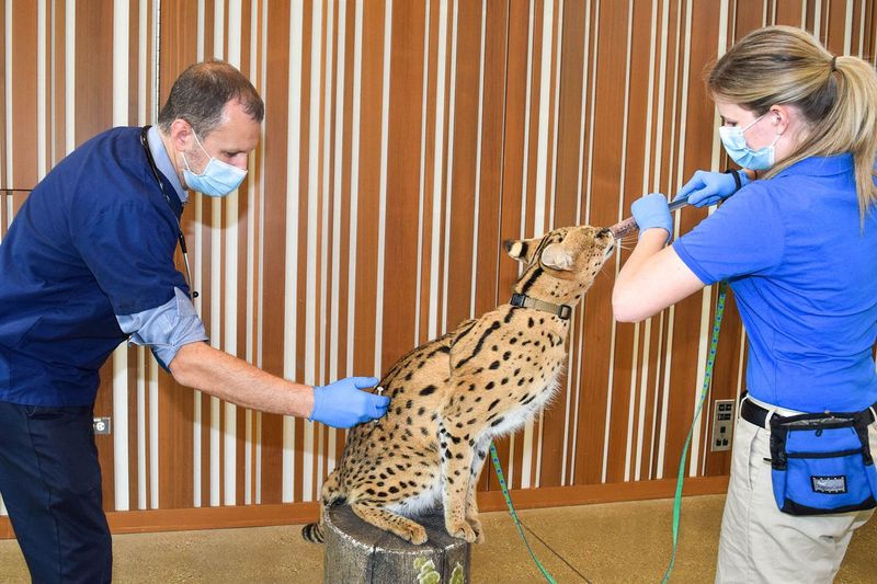 Kyan, jeden zo služobníkov Brookfield Zoo, dostáva vakcínu proti COVID-19 od Dr. Mikea Adkessona, viceprezidenta klinickej medicíny Chicagskej zoologickej spoločnosti. Pomáha mu Maggie Chardell, vedúca špecialistka na starostlivosť o zvieratá. Vďaka úctyhodným a dôveryhodným vzťahom medzi zvieratami a ošetrovateľským personálom sa mnohé zvieratá v zoo dobrovoľne podieľajú na vlastnej zdravotnej starostlivosti, vrátane držania v pokoji počas očkovania.