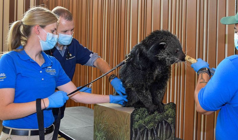 Sandy, binturong v Brookfield Zoo, dostáva vakcínu COVID-19, ktorú podáva Dr. Mike Adkesson, viceprezident klinickej medicíny Chicagskej zoologickej spoločnosti, a za asistencie Maggie Chardell a Craiga Stevensa, vedúcich špecialistov na starostlivosť o zvieratá.