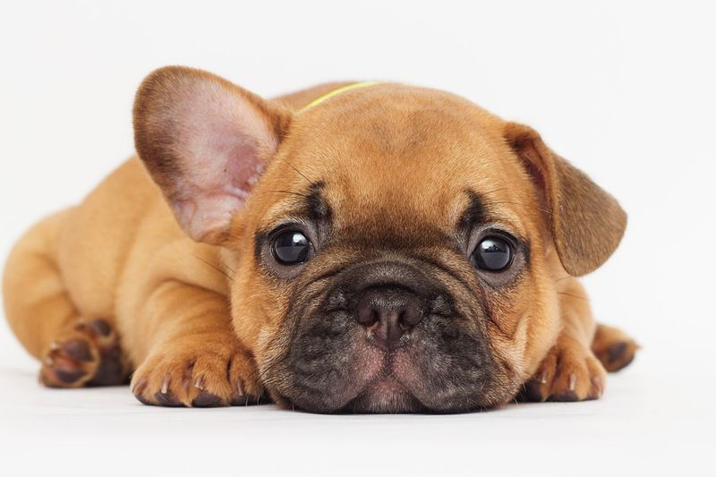 animais de estimação, pandemia, golpes de cachorros, coronavírus, covid-19, Better Business Bureau