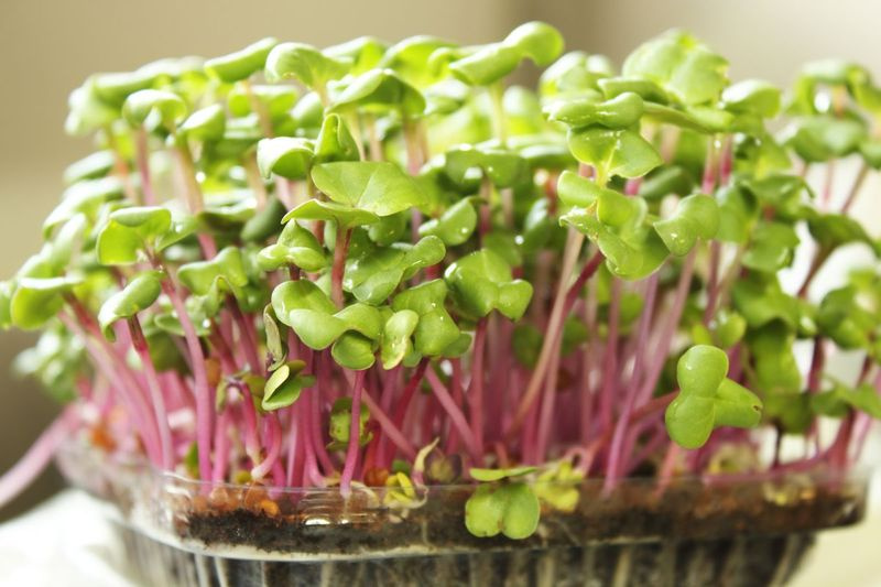 Microgreens hebben een krachtige voedingswaarde, zijn verkrijgbaar in een duizelingwekkend aantal variëteiten en voegen een vleugje smaak en kleur toe aan elk gerecht.