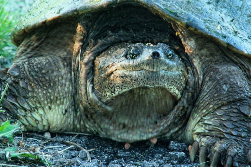   _Eyes_and_Claws__Knäppa_Turtle__Rolling_Knolls_Forest_Preserve_by_Gary_Henle.jpg