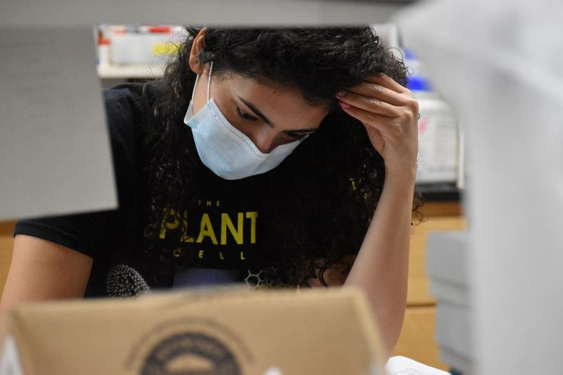 Doktorand Maliheh Esfahanian, 33, arbejder i professor John Sedbrooks laboratorium med at udvikle pennycress til biobrændstof.