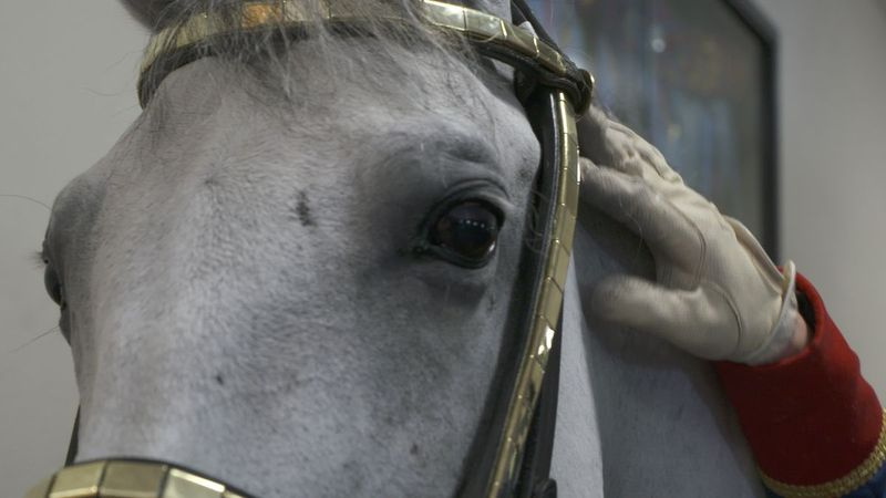 Οι Lipizzans είναι μια από τις παλαιότερες ράτσες που ξεκίνησε η Αυστροουγγρική Αυτοκρατορία στα μέσα του 16ου αιώνα. Εκτράφηκαν για δύναμη, ευφυΐα και ομορφιά, ήταν κατάλληλα για πόλεμο, τράβηγμα άμαξων και ιππασία για ευγένεια και δικαιώματα. | Sun-Times από βίντεο