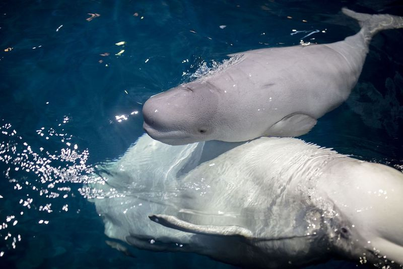 Puiul de balenă beluga din Acvariul Shedd, născut pe 3 iulie și acum numit Annik, înoată cu mama sa Mauyak.