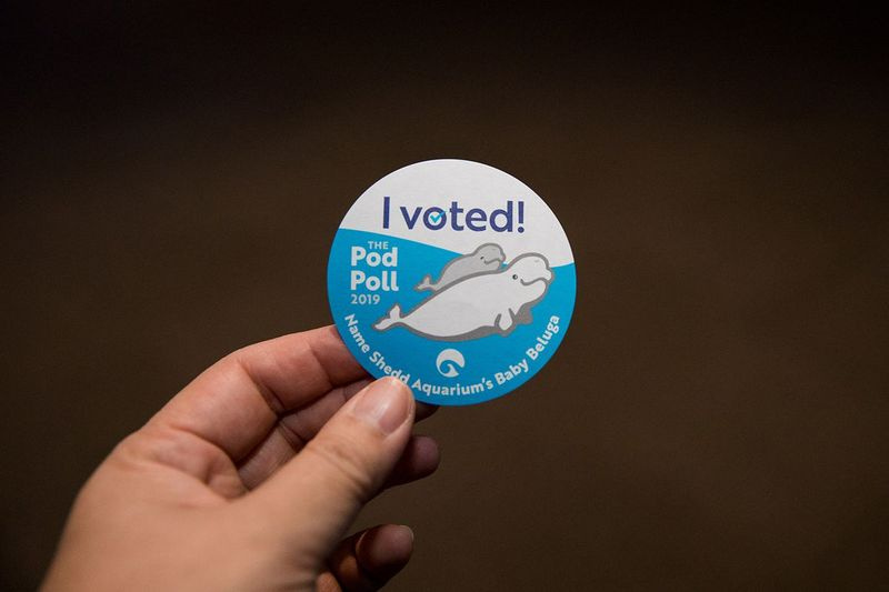Oaspeții acvariului Shedd de la Asleep with the Fishes au primit un autocolant după ce au votat pentru numele lor preferat de balenă.