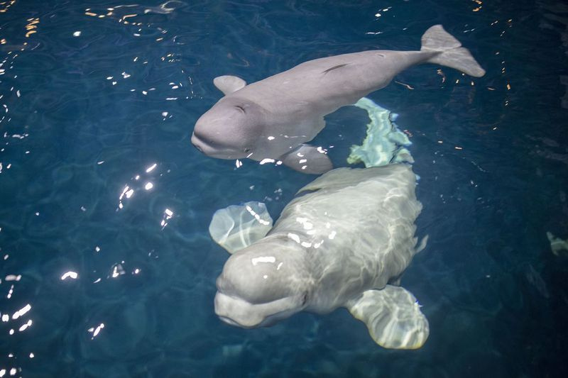 Pui de balenă beluga Annik înoată cu mama sa Mauyak la Acvariul Shedd.