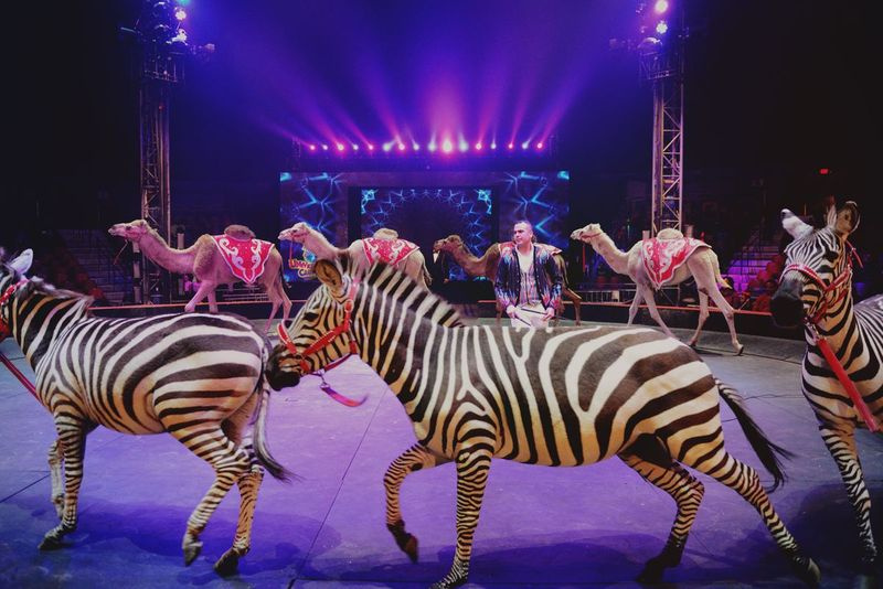 Dyrehandlinger er vist på UniverSoul Circus. | Velsignet Vong