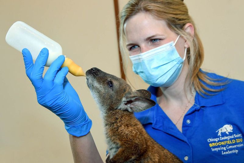Brukfildo zoologijos sodo darbuotojas maitina vieną iš trijų naujų kūdikių Wallabies.