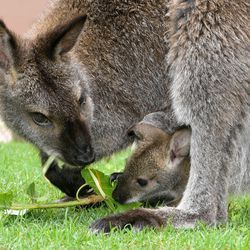 Bennett Wallaby Joey, gimusi maždaug 2020 m. spalio 31 d., ir jo mama Becky. Juos du galima pamatyti Brukfildo zoologijos sodo „Hamill Family Wild Encounters“ filme.