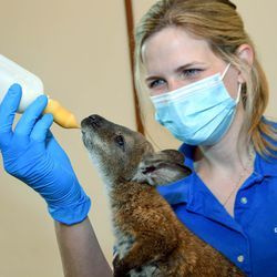 Maggie Chardell, pagrindinė Čikagos zoologijos draugijos gyvūnų priežiūros specialistė, maitina 2020 m. lapkričio 12 d. Brukfildo zoologijos sode gimusią Beneto šuniuką Whitney. Jauną valabę augina gyvūnų priežiūros darbuotojai, nes jos mamai reikėjo medicininės pagalbos. Dėl didelio atsargumo veterinarijos darbuotojai nusprendė, kad abiem gyvūnams būtų naudinga išimti dėklą iš maišelio.
