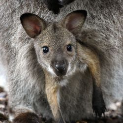 Bennett’o Wallaby Joey, gimusį maždaug 2020 m. spalio 31 d., galima pamatyti Brukfildo zoologijos sodo Hamilų šeimos laukiniuose susitikimuose.