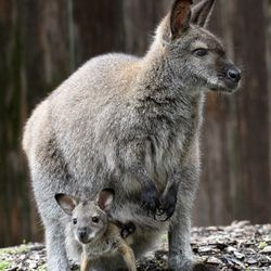 Bennett Wallaby Joey, gimusi maždaug 2020 m. spalio 31 d., ir jo mama Becky. Juos du galima pamatyti Brukfildo zoologijos sodo „Hamill Family Wild Encounters“ filme.