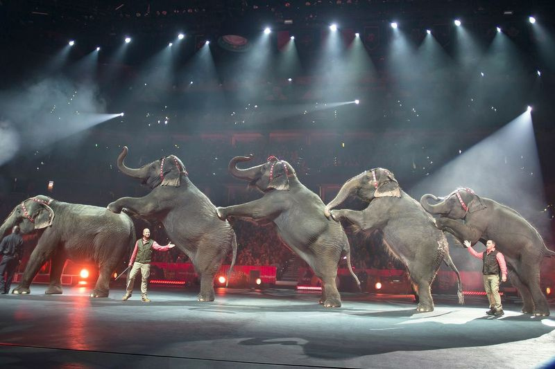 Sellel 3. jaanuaril 2015 tehtud fotol esinevad elevandid Floridas Tampas Amalie Arenal Ringling Bros ja Barnum & Bailey Circus.