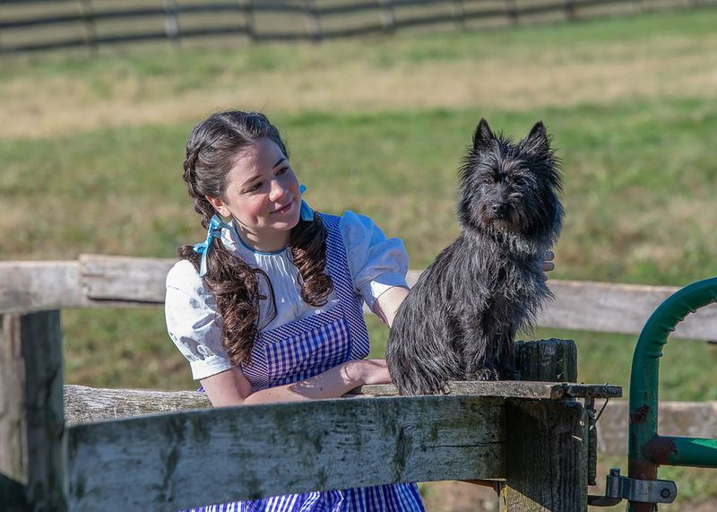 Elizabeth Stenholt mängib Paramount teatris Dorothyt ja Nessa Totot filmis The Wizard of Oz. | Thomas J. King