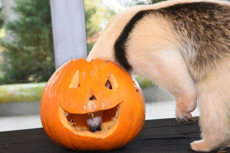 Tallulah, ein Tamandua im Brookfield Zoo, genießt einen Halloween-Leckerei. Diese Woche genossen Tiere von Faultieren und Schildkröten bis hin zu Löwen und Schneeleoparden festliche Kürbis-Leckereien im Zoo.