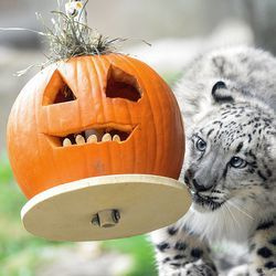 Mehrere Tiere im Brookfield Zoo, darunter Ahava, ein 5 Monate alter Schneeleopard, erhielten Halloween-Leckereien zur Bereicherung. Die großen Katzen mögen verschiedene Gewürze, die die Tierpfleger auf diesen Kürbis streuen.