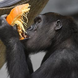 Nora, ein westlicher Flachlandgorilla im Brookfield Zoo, genießt einen Halloween-Leckerei. Mehrere Tiere des Zoos erhielten Kürbisse zur Bereicherung.