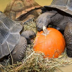 Diese Woche wurden mehrere Tiere im Brookfield Zoo, einschließlich der Schildkröten, mit Halloween-Leckereien verwöhnt.