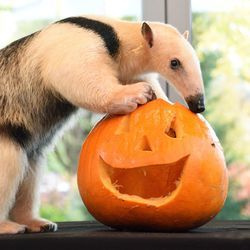 Tallulah, ein Tamandua im Brookfield Zoo, genießt einen Halloween-Leckerei. Die Tierpfleger haben einen Kürbis geschnitzt und mit leckeren Mehlwürmern gefüllt.