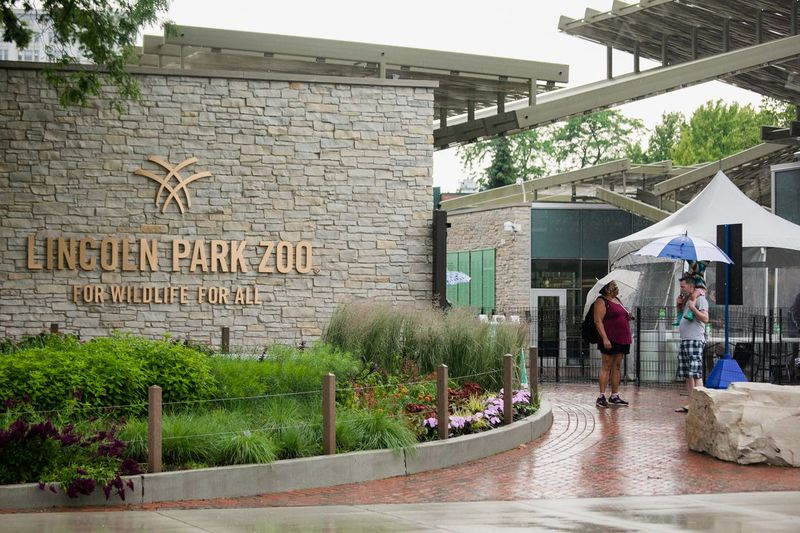 Οι επισκέπτες του ζωολογικού κήπου Lincoln Park θα μπορούν να δουν λιοντάρια και άλλες μεγάλες γάτες για πρώτη φορά μετά από σχεδόν δύο χρόνια από τις 14 Οκτωβρίου.