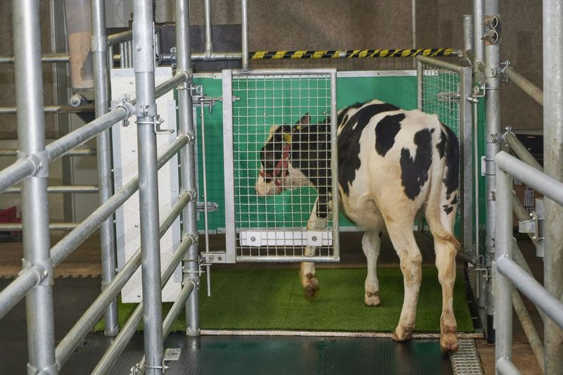 Nesta foto fornecida pelo Instituto de Pesquisa para Biologia de Animais de Fazenda em Dummerstorf, Alemanha, um bezerro entra em um cercado coberto de astroturf apelidado de MooLoo para urinar. Os cientistas, imitando o processo de colocar uma criança pequena no penico até que ela tenha que ir, colocaram as vacas e esperaram até que urinassem, então deram a elas uma recompensa: um líquido superdoce composto principalmente de melaço.