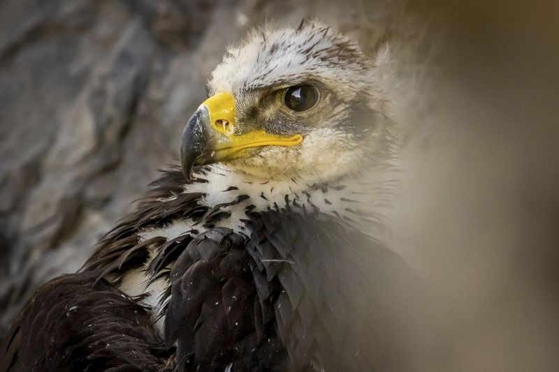 Seekor helang emas berusia 6 1/2 hingga 7 minggu bersarang mengintai keluar dari sarangnya di Tooele County, Utah.