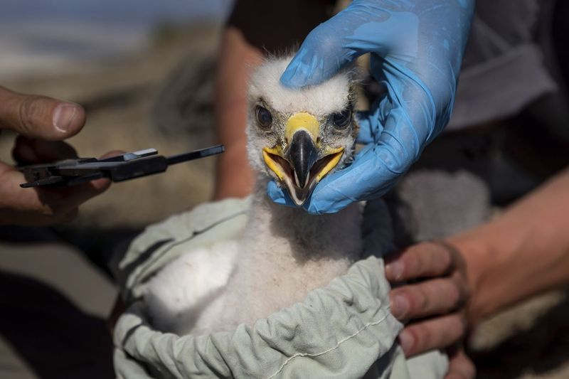/The Deseret News melalui AP