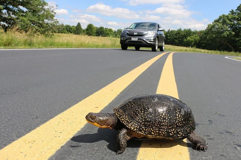 Du ved, hvorfor skildpadden vil krydse vejen - så pas på, ellers løber du over den.