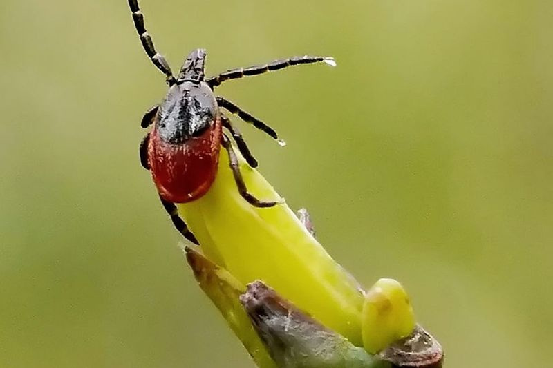 Die Schwarzbeinige Zecke, auch Hirschzecke genannt, kann die Borreliose übertragen. Experten versuchen, ihre Prävalenz im Mittleren Westen besser in den Griff zu bekommen.