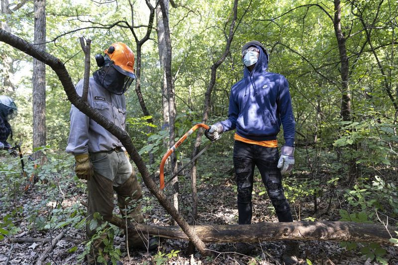 Tramaine Davis, 17, vpravo, vzhlédne, aby si prohlédl strom, aby pokácel a vyčistil invazní druhy rostlin a malých stromů jako součást Forest Preserve Experience v Possum Hollow Woods Forest Preserve v parku La Grange.