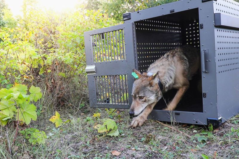 Czteroletnia samica wilka szarego wyłoniła się z klatki, gdy została wypuszczona w Parku Narodowym Isle Royale w Michigan w 2018 roku. Teraz szczenięta wilków zostały ponownie zauważone na Isle Royale.