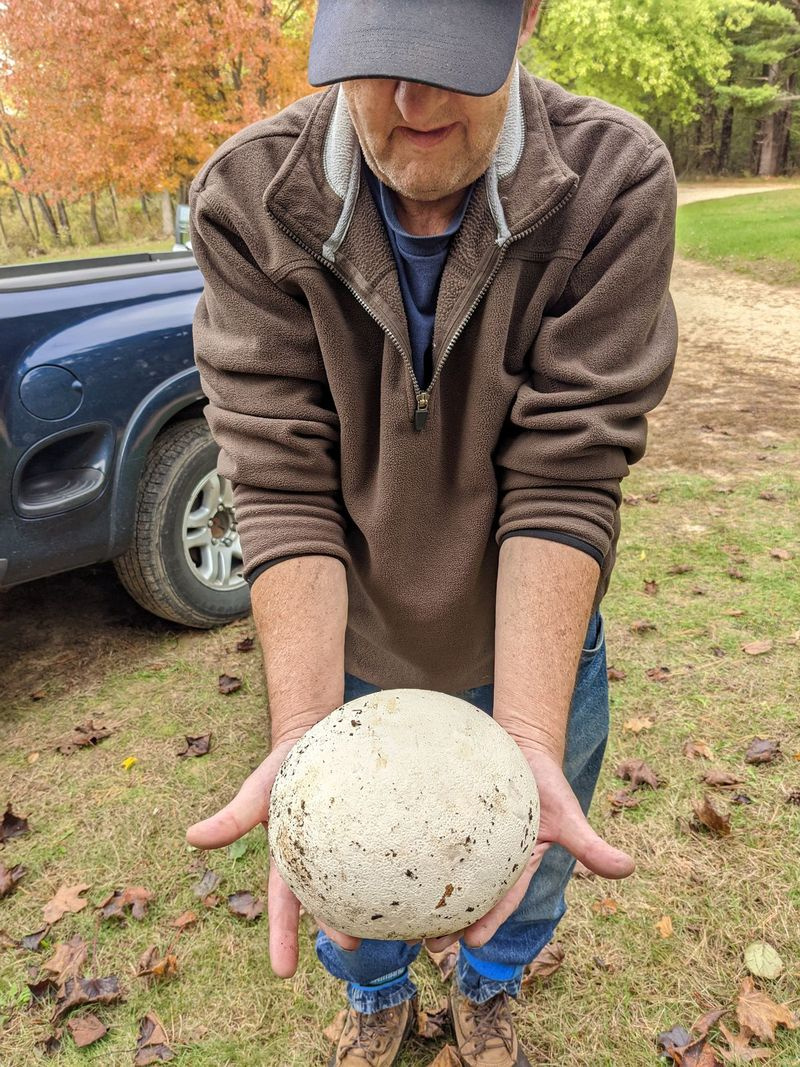 Ron Wozny tiene in mano la grande scoperta del giorno, un palloncino di buone dimensioni, a un raduno annuale per raccogliere funghi. Attestazione: Dale Bowman
